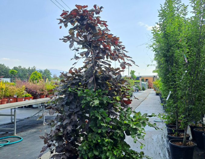 Červený převislý buk