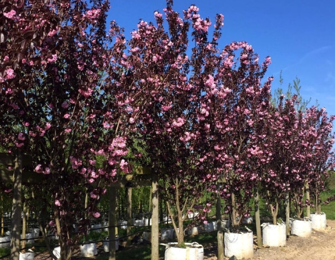 Okrasná třešeň ´Royal Burgundy´ víckmen