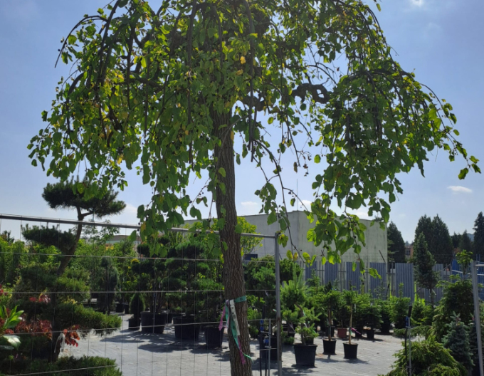 Moruše bílá převislá (černé bobule) 270cm