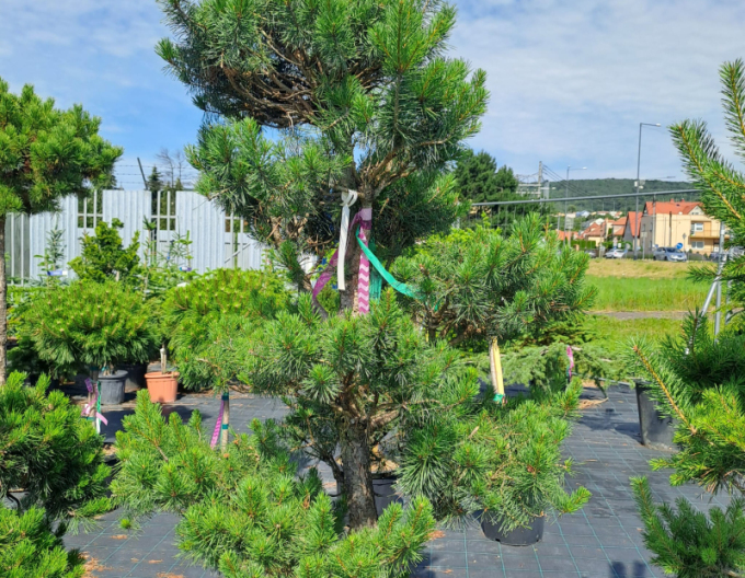 Borovice lesní Bonsaj 120/140cm