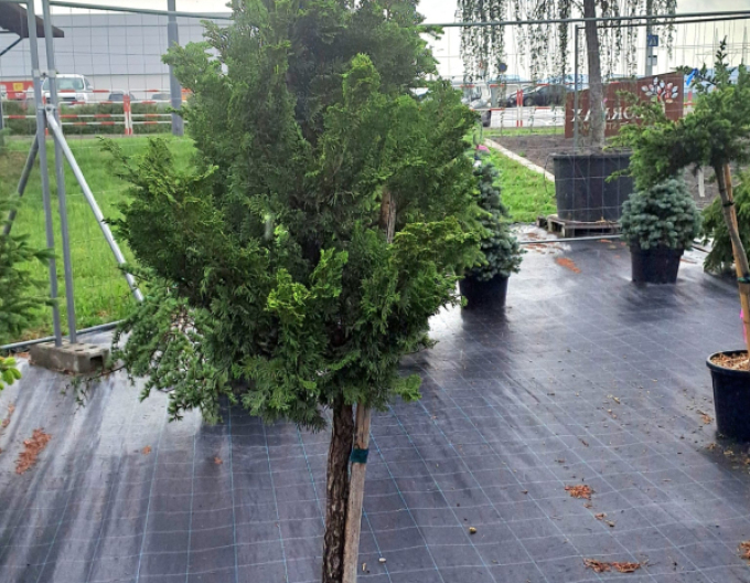 Cypřišek tupolistý Nana gracilis na kmínku