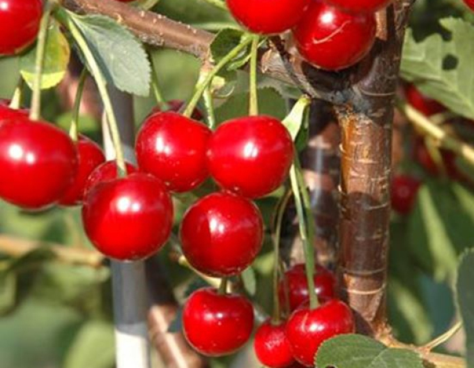 Sloupovitá višeň ´Jachim´, podn. Mahalebka, kont. 5l