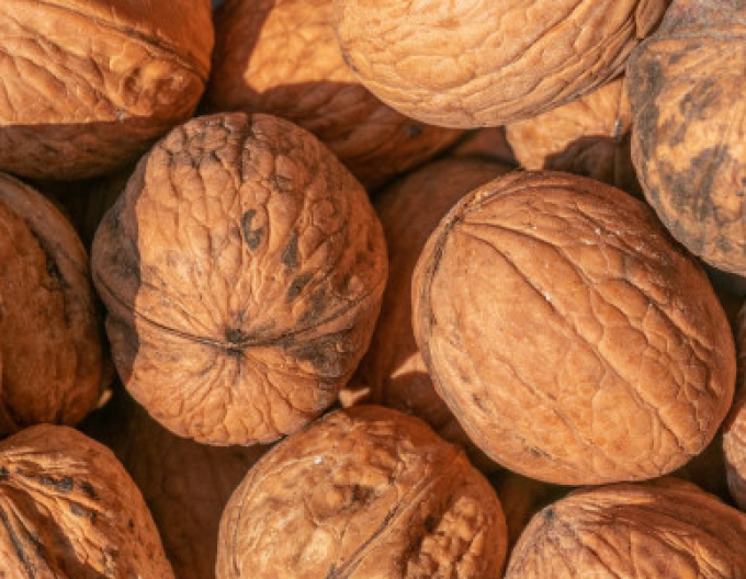 Ořech ´Fernor´, kont. 5l