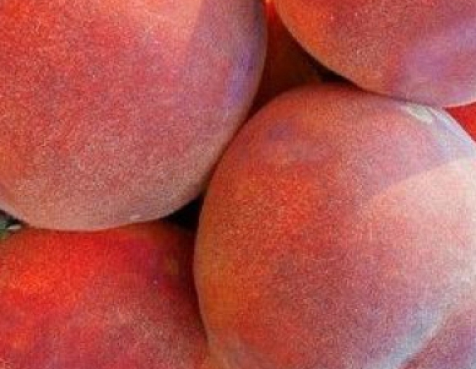 Broskev Dixired raná, podn. GF677, kont. 5l