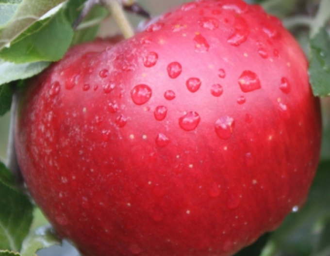 Jabloň ´Idared´ zimní, podn. A2, kont. 5l