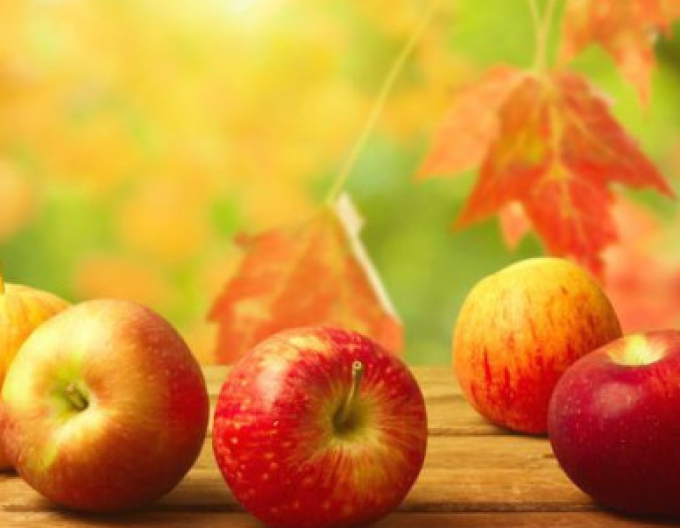 Jabloň Jonathan zimní, podn. MM106, kont. 5l