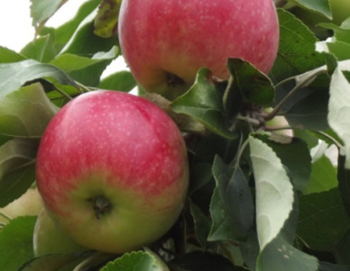 Jabloň Šampion zimní, podn. MM106, kont. 5l