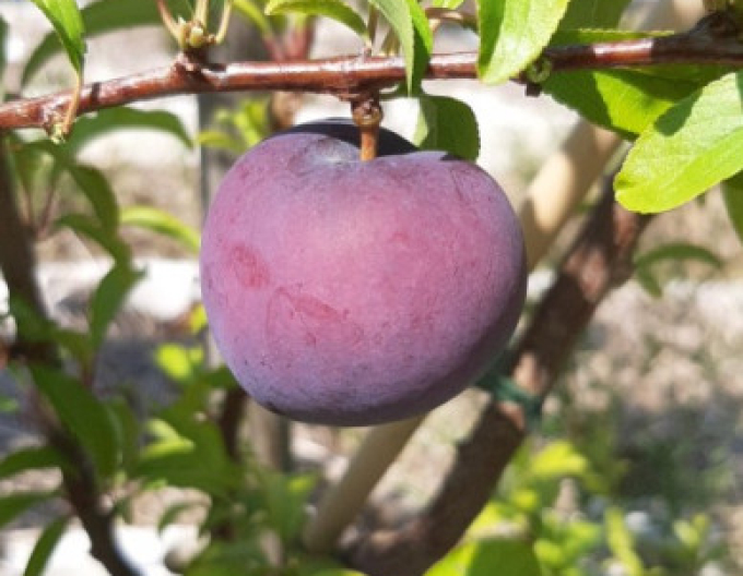 Švestka japonská Friar, podn. Myrobalán, kont. 5l