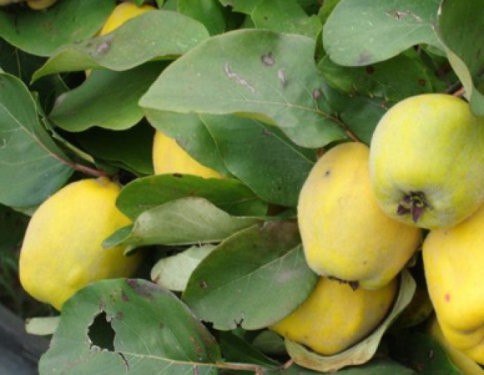 Kdouloň obecná, podn. Dula, kont. 5l