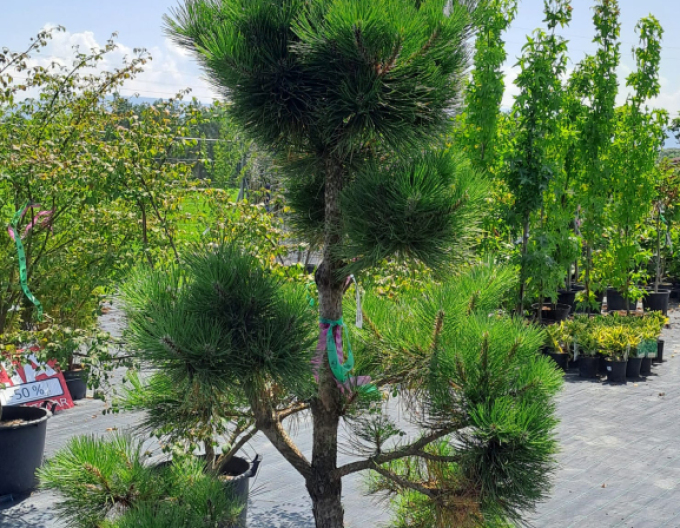 Borovice černá ´Bonsaj´