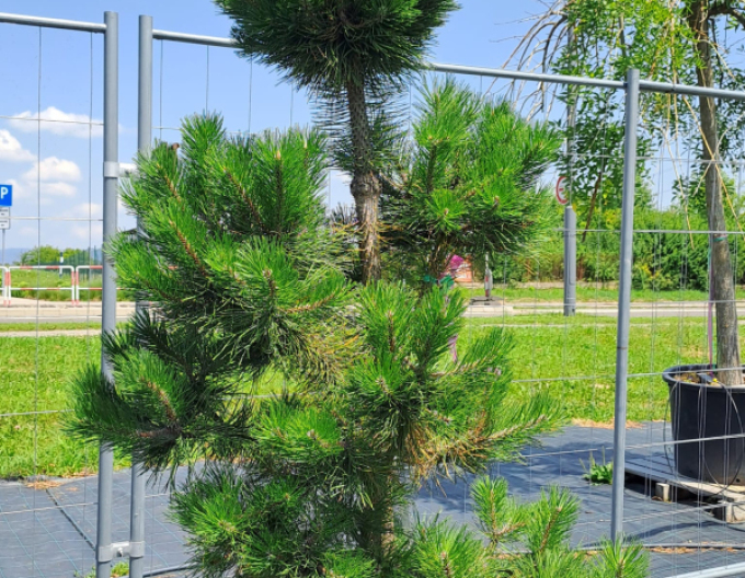 Borovice černá ´Bonsaj´