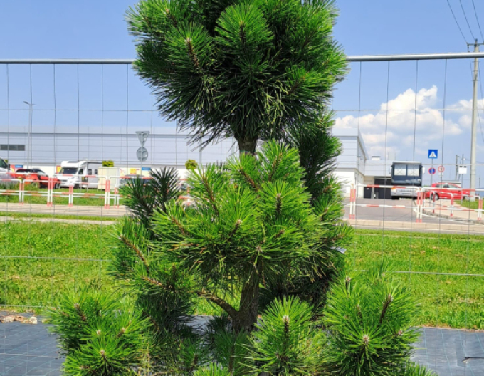 Borovice černá ´Bonsaj´