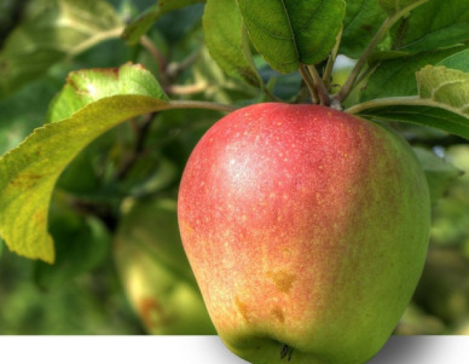 Jabloň Pinova zimní, podn. A2, kont. 5l