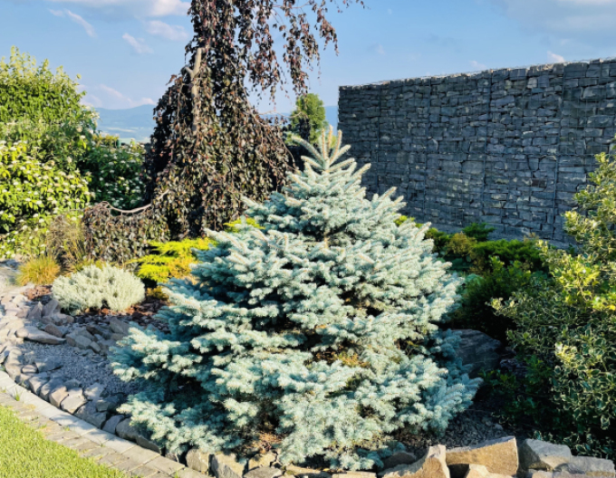 Smrk ztepilý Glauca Globosa