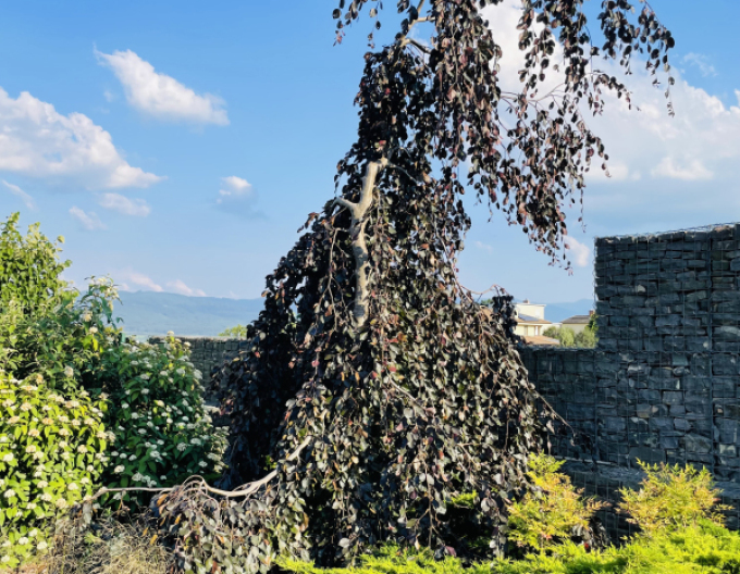 Buk "Purple Fontaine"