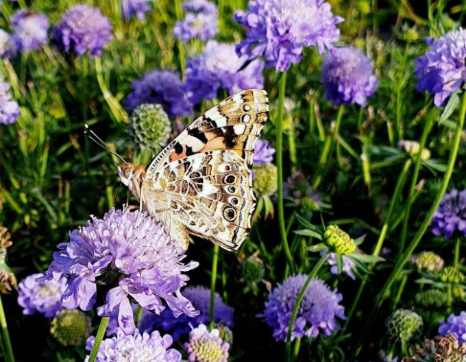 Hlaváč japonský Blue Note