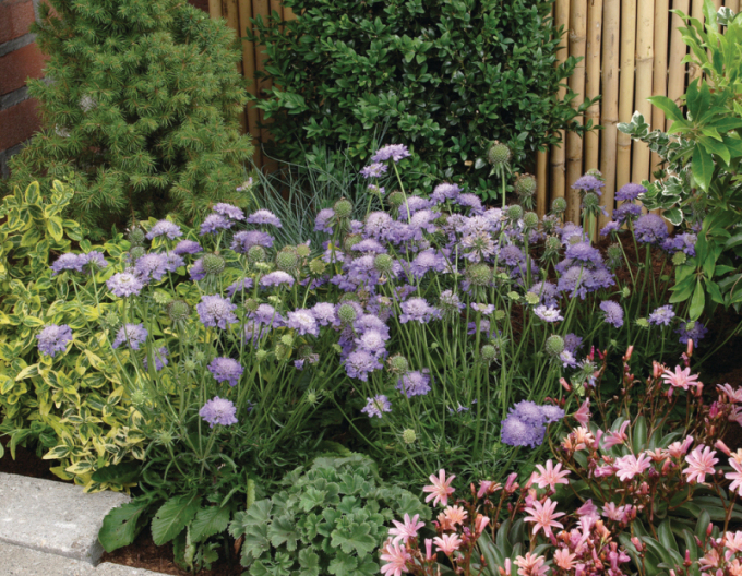 Hlaváč japonský Blue Note