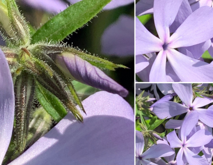 Plamenka rozkladitá  ´Clouds of Perfume´