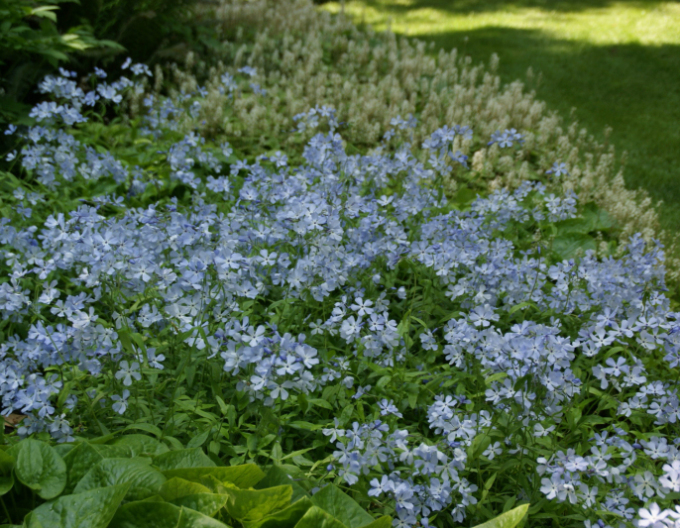 Plamenka rozkladitá  ´Clouds of Perfume´
