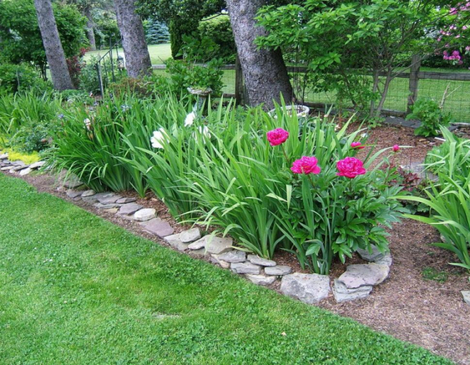 Pivoňka čínska ´Karl Rosenfield´´