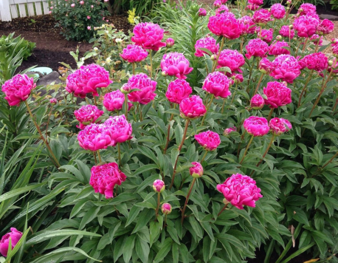 Pivoňka čínska ´Karl Rosenfield´´