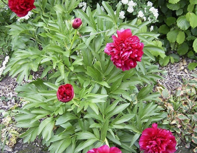 Pivoňka čínska ´Karl Rosenfield´´