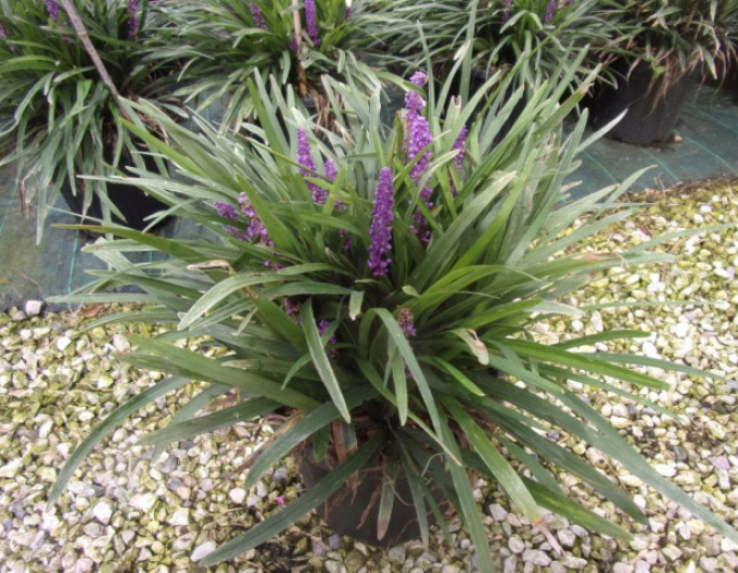 Liriope  ´Purple Passion´