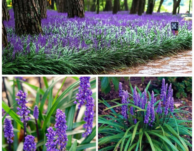 Liriope  ´Purple Passion´