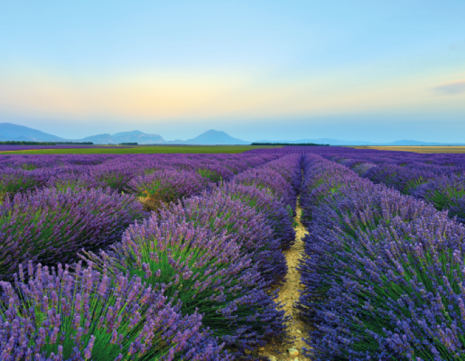 Levandule Hidcote Blue
