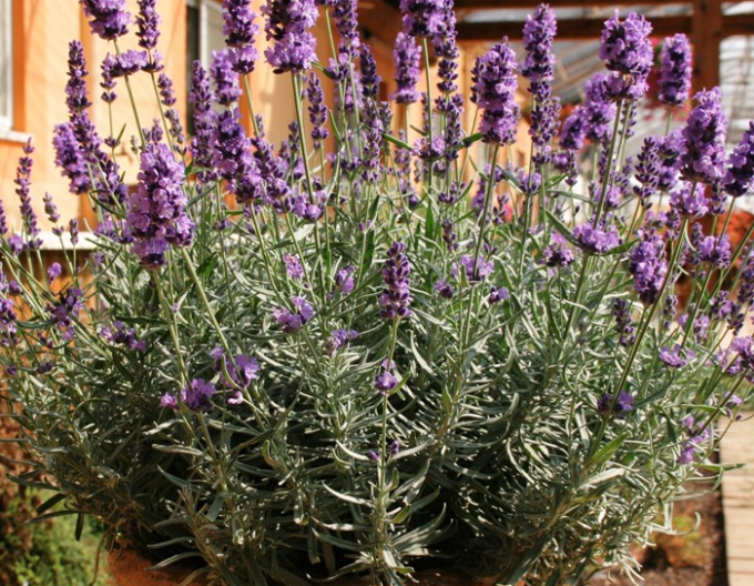 Levandule Hidcote Blue
