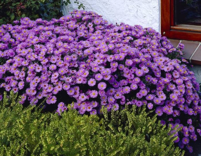 Astra ´Prof. Anton Kippenberg´´