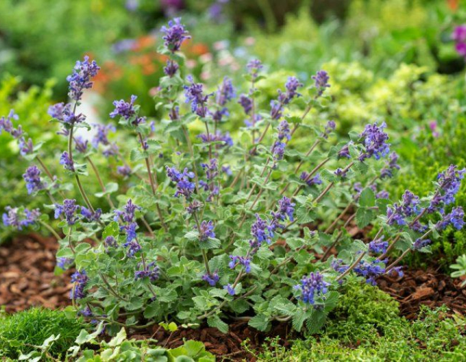 Šanta hroznovitá  ´Superba´