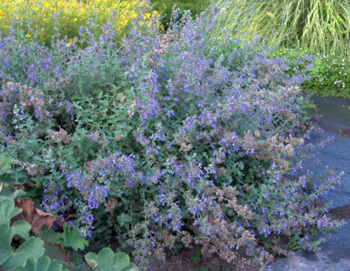 Šanta hroznovitá  ´Superba´