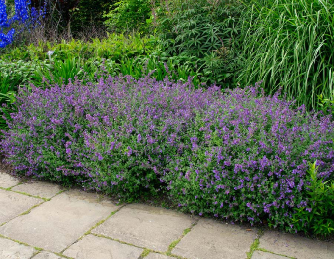 Šanta hroznovitá  ´Superba´