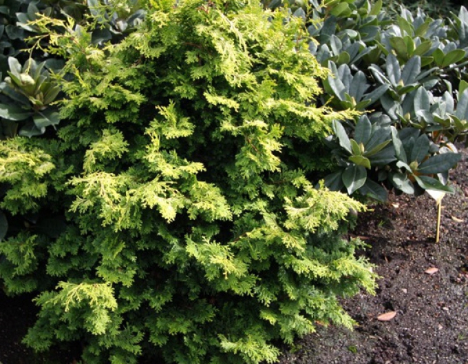 Cypřišek Bronze Pygmy