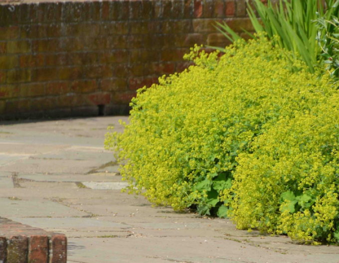 Kontryhel měkký ´Irish Silk´