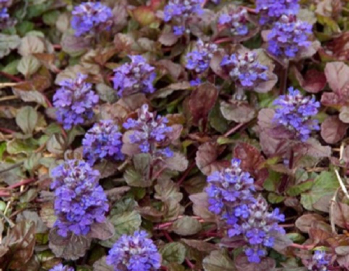 Zběhovec plazivý ´Black Scallop´