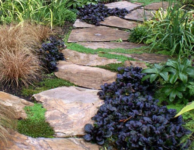 Zběhovec plazivý ´Black Scallop´