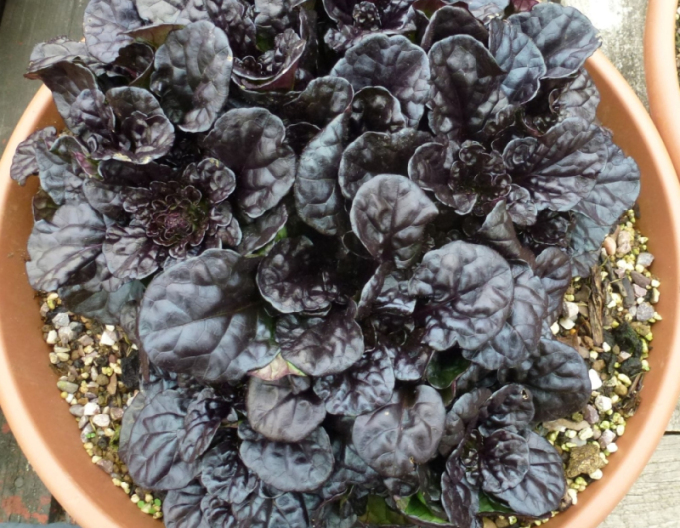 Zběhovec plazivý ´Black Scallop´