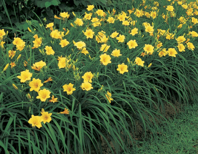 Denivka ´Stella ´d´Oro´