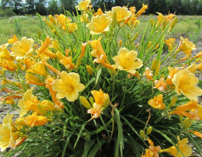 Denivka ´Stella ´d´Oro´