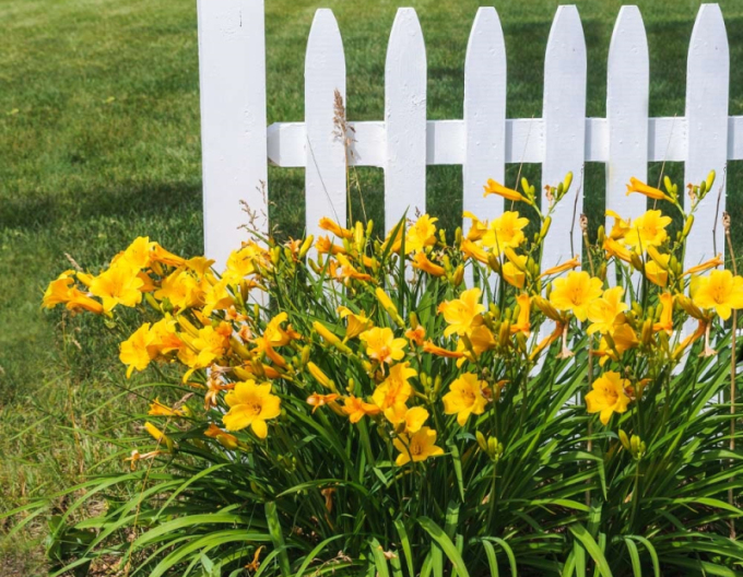 Denivka ´Stella ´d´Oro´