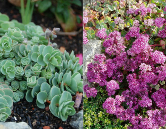 Rozchodník Bright Pink