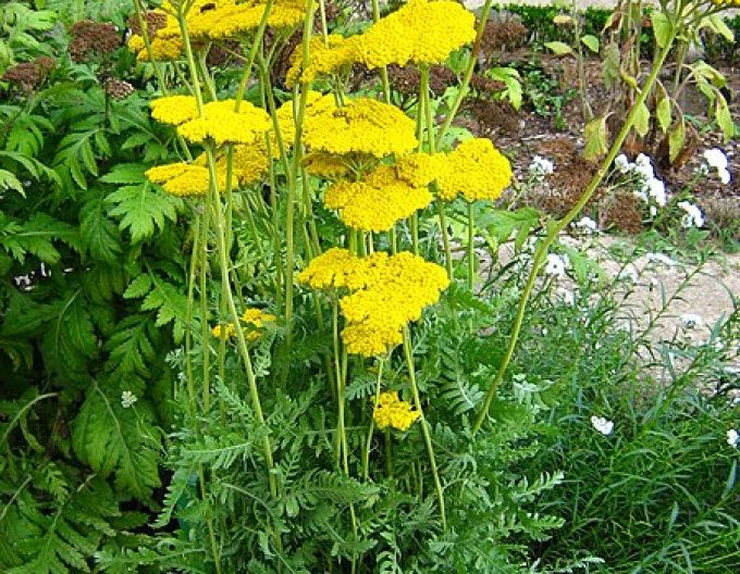Řebříček tužebníkovitý  ’Cloth of Gold’