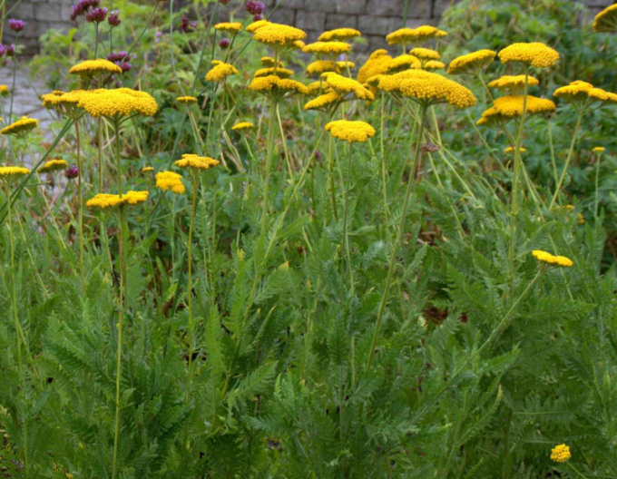 Řebříček tužebníkovitý  ’Cloth of Gold’