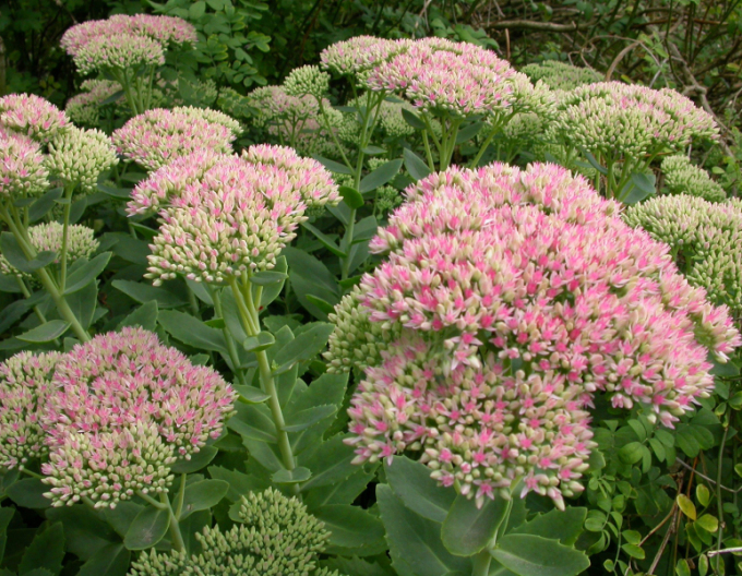 Rozchodník Herbstfreude