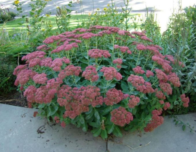 Rozchodník Herbstfreude