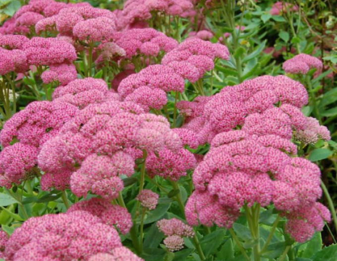 Rozchodník Herbstfreude