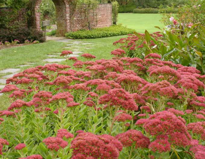 Rozchodník Herbstfreude