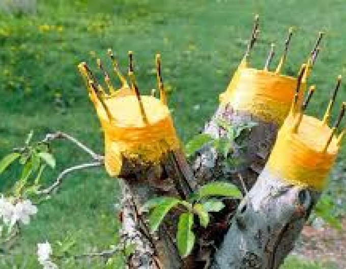 Bio Plantella Arbosan 100g balzám v tubě